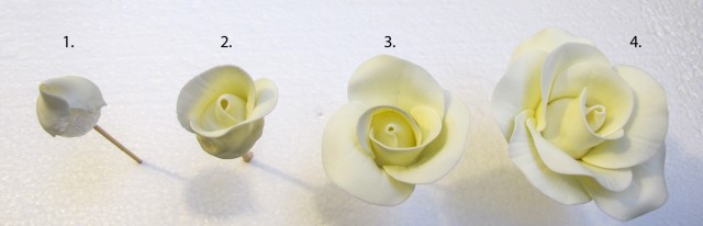 rose stages